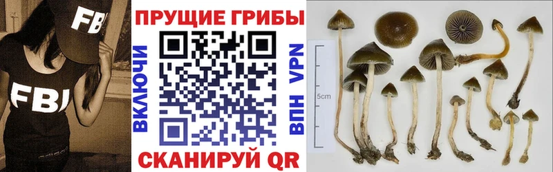 купить наркоту  Жирновск  Галлюциногенные грибы GOLDEN TEACHER 